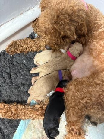 cavapoochon-pups-big-0