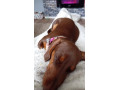 beautiful-9-month-old-miniature-dachshund-for-sale-small-3