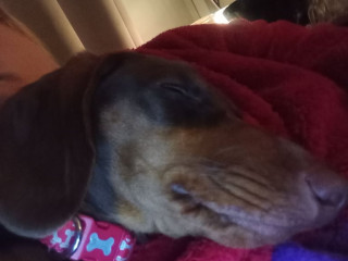 beautiful-9-month-old-miniature-dachshund-for-sale