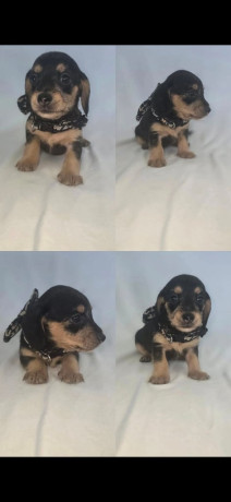 beautiful-pra-clear-f1-doxiepoos-mini-dachshunds-toy-poodle-cross-big-3