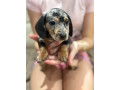 dachshund-puppies-small-1
