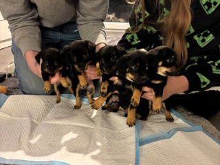 dachshund-cross-chihuahua