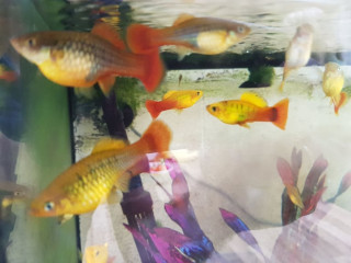 fish-variatus-platy