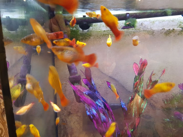 fish-variatus-platy-big-1