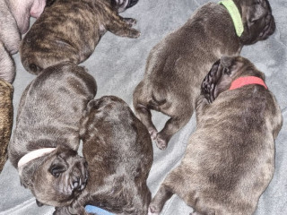 french-bulldog-puppies-kc-registered