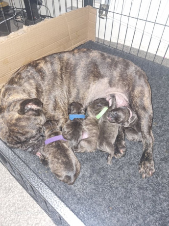 french-bulldog-puppies-kc-registered-big-1