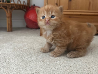 gorgeous-fluffy-kittens