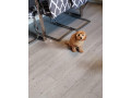 cavapoos-small-0