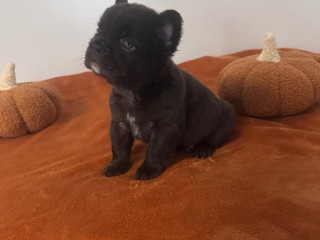 fluffy-frenchie-puppies