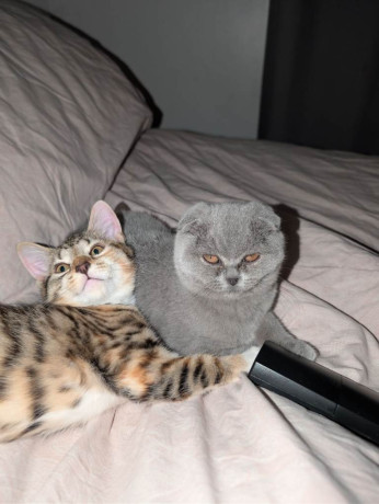 ragdolls-for-sale-big-1