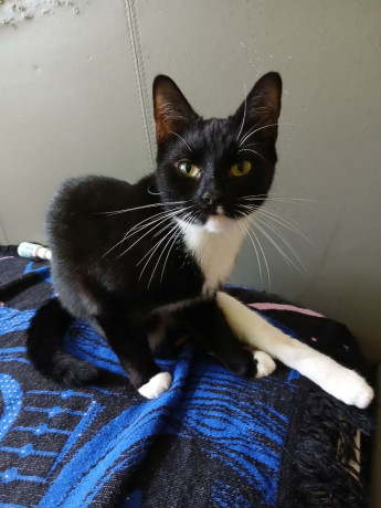 ragdolls-for-sale-big-3