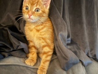 adorable-male-kitten-looking-for-his-forever-home