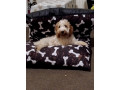 cavapoo-for-sale-small-0