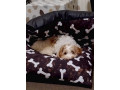 cavapoo-for-sale-small-1