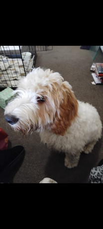 cavapoo-for-sale-big-3