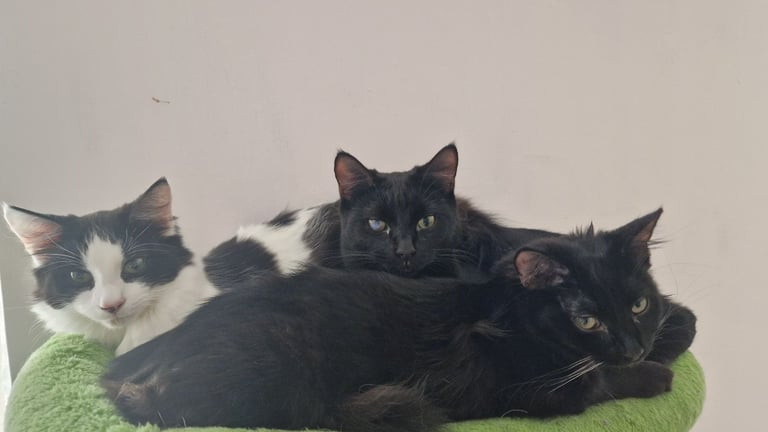 cats-for-rehomeing-big-0