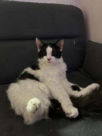 cats-for-rehomeing-big-2