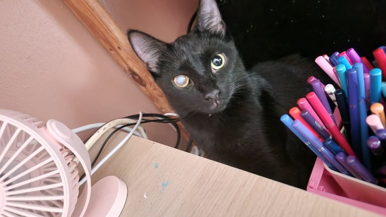 cats-for-rehomeing-big-3