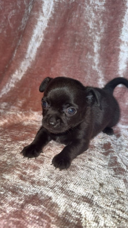 chihuahua-puppies-big-0