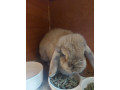 mini-lop-rabbit-small-1