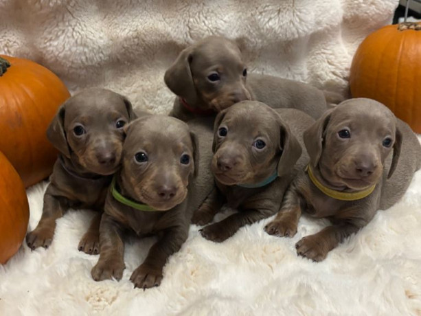 isabella-tan-dachshunds-big-0