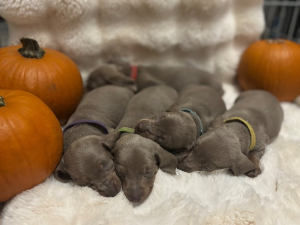 isabella-tan-dachshunds-big-2