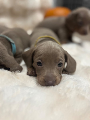 isabella-tan-dachshunds-big-3