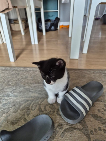 kittens-for-sale-big-2