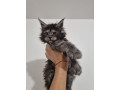 king-size-purebred-maine-coon-kittens-small-0