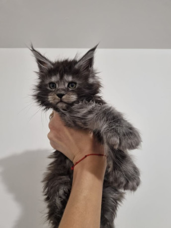king-size-purebred-maine-coon-kittens-big-0