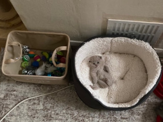 beautiful-chunky-rare-fawn-bsh-boy