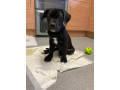 beautiful-12-week-old-cane-corso-puppies-ready-for-their-new-homes-small-1