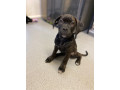 beautiful-12-week-old-cane-corso-puppies-ready-for-their-new-homes-small-2