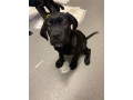 beautiful-12-week-old-cane-corso-puppies-ready-for-their-new-homes-small-3