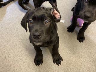 beautiful-12-week-old-cane-corso-puppies-ready-for-their-new-homes