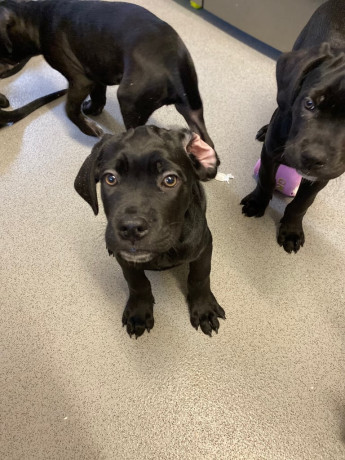 beautiful-12-week-old-cane-corso-puppies-ready-for-their-new-homes-big-0