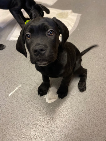 beautiful-12-week-old-cane-corso-puppies-ready-for-their-new-homes-big-3