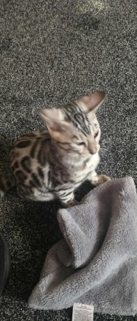 bengal-silver-big-1