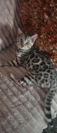 bengal-silver-big-3