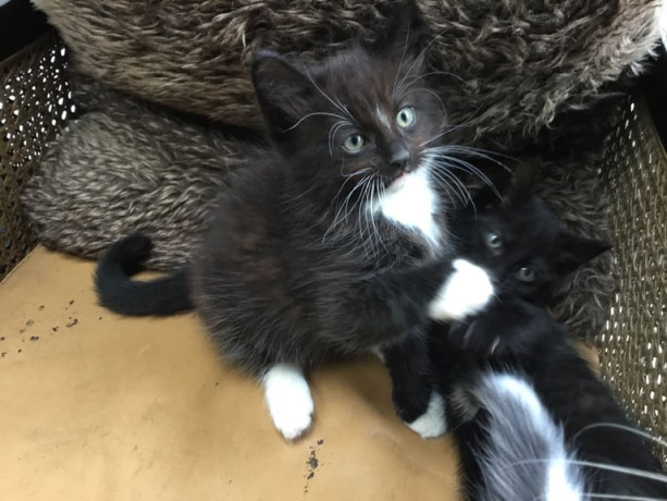 kittens-black-and-white-big-3