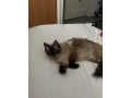 ragdoll-female-small-3