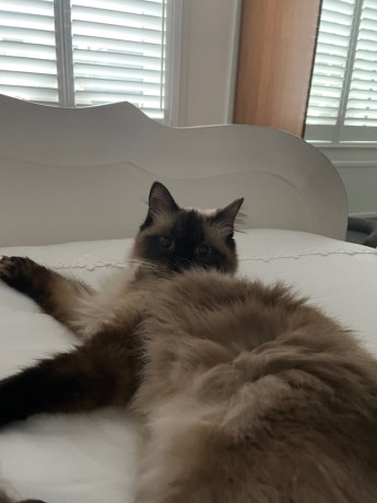 ragdoll-female-big-0