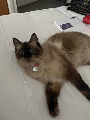 ragdoll-female-big-1