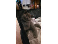 british-shorthair-kittens-for-sale-pedigree-lilac-and-blue-small-3