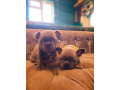 adorable-french-bulldog-puppies-3-boys-available-small-1