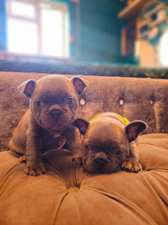 adorable-french-bulldog-puppies-3-boys-available-big-1