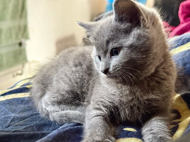 british-shorthair-cross-big-0