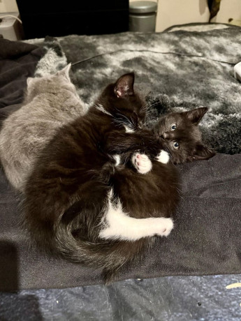 british-shorthair-cross-big-3