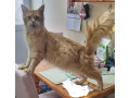 maine-coon-intact-male-needs-rehoming-due-to-owner-illness-small-0