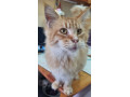 maine-coon-intact-male-needs-rehoming-due-to-owner-illness-small-1